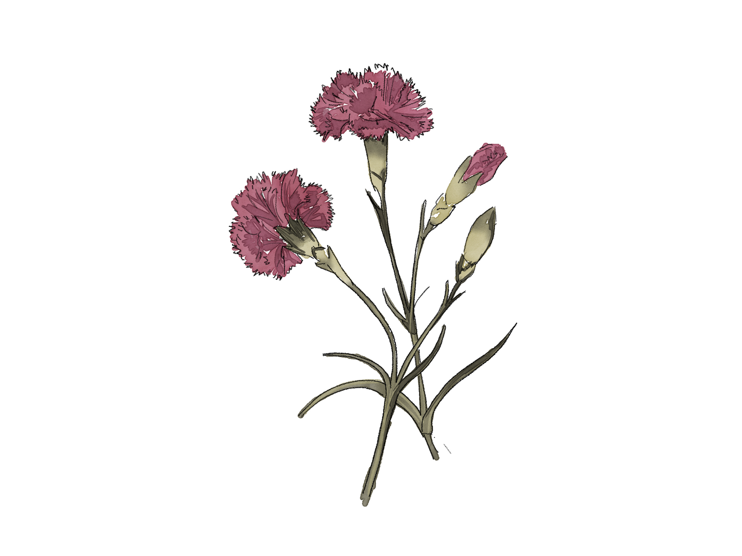 ILUSTRACION DIGITAL FLORES