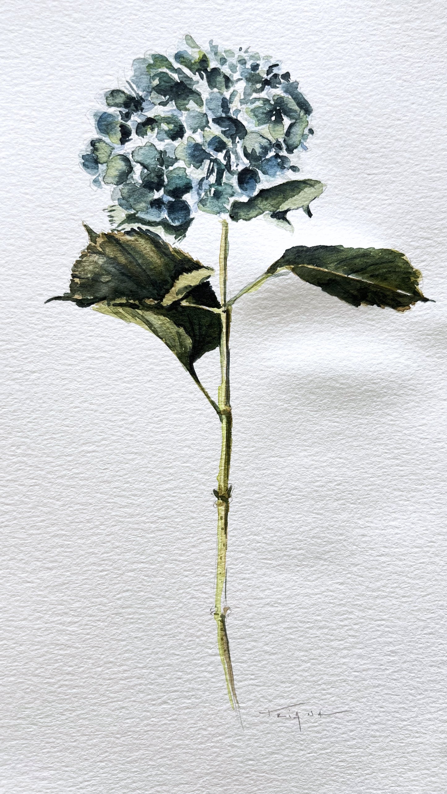 HORTENSIA