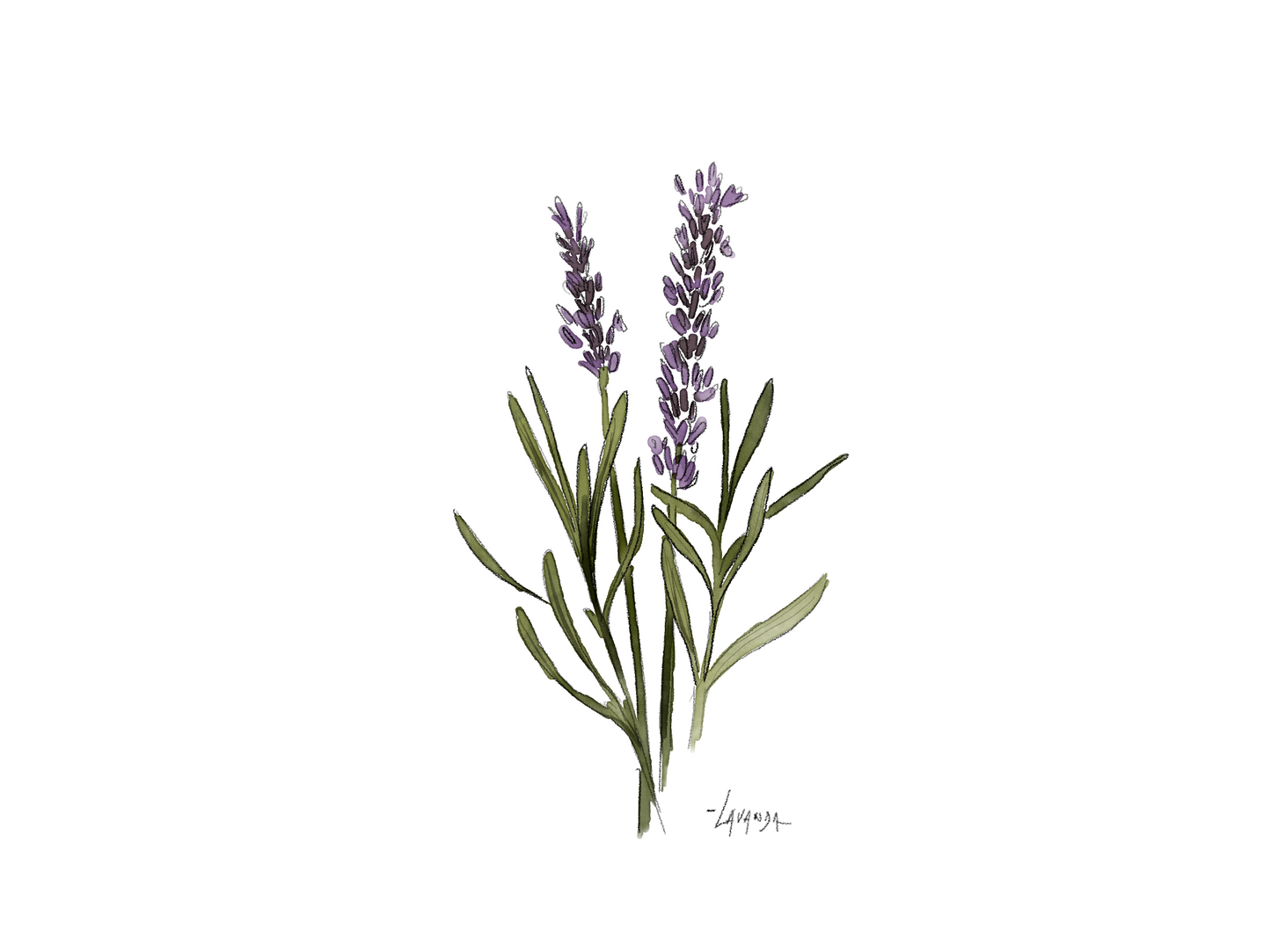 ILUSTRACION DIGITAL FLORES