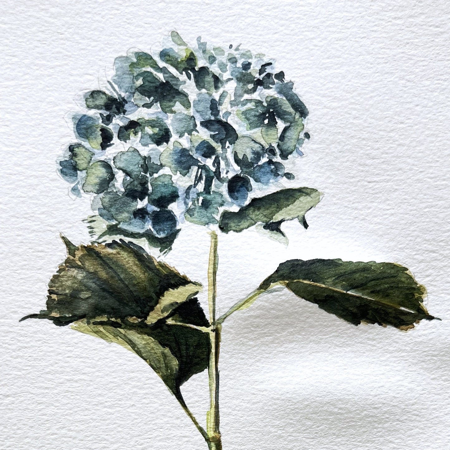 HORTENSIA
